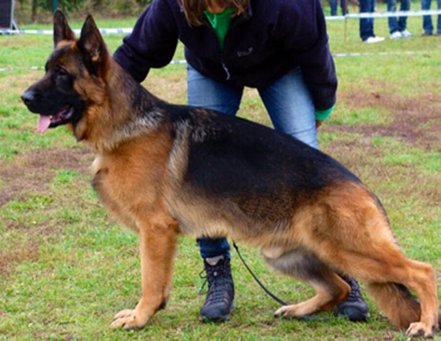 Images Citywide German Shepherds