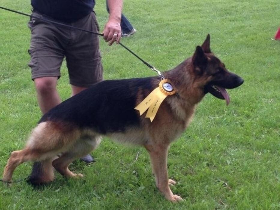 Images Citywide German Shepherds