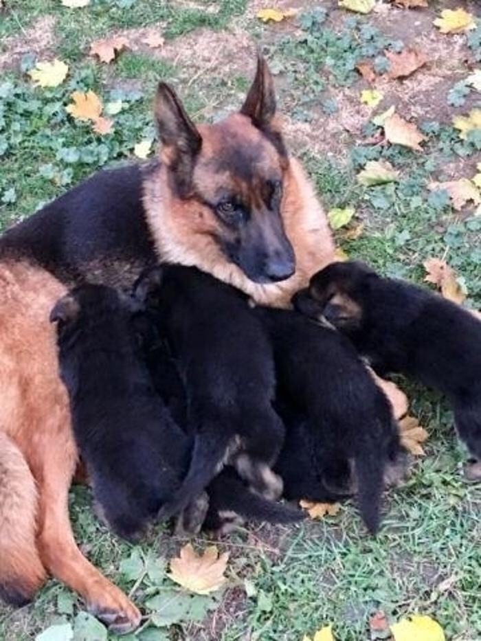 Images Citywide German Shepherds