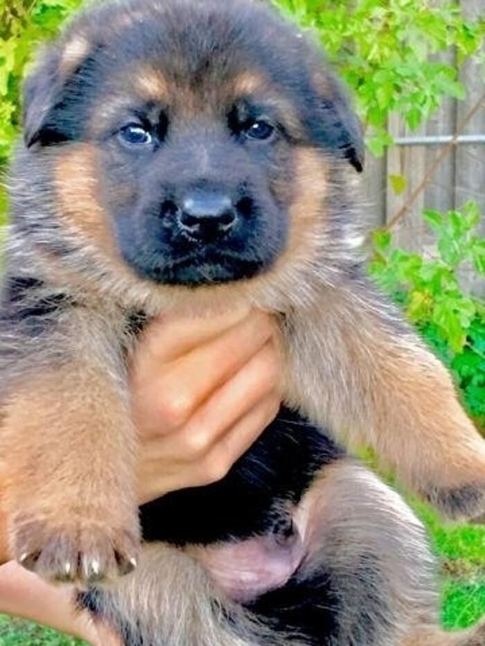 Images Citywide German Shepherds