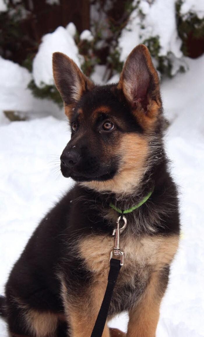 Images Citywide German Shepherds