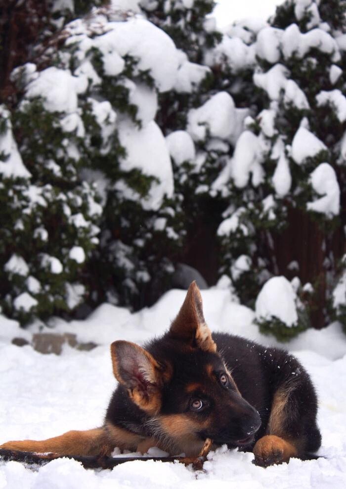 Images Citywide German Shepherds