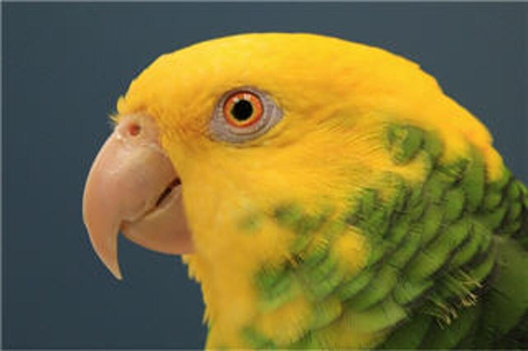 Images The Links Road Animal & Bird Clinic