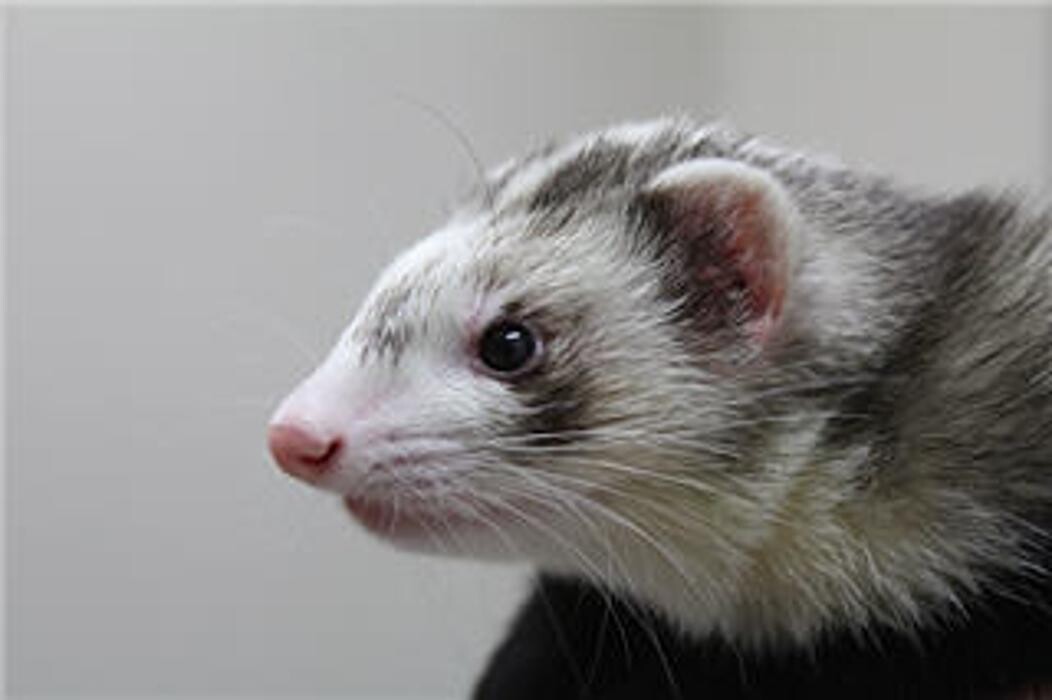 Images The Links Road Animal & Bird Clinic