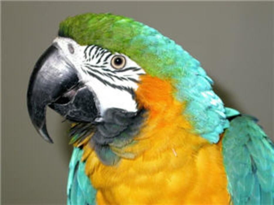 Images The Links Road Animal & Bird Clinic