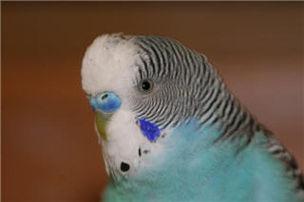 Images The Links Road Animal & Bird Clinic