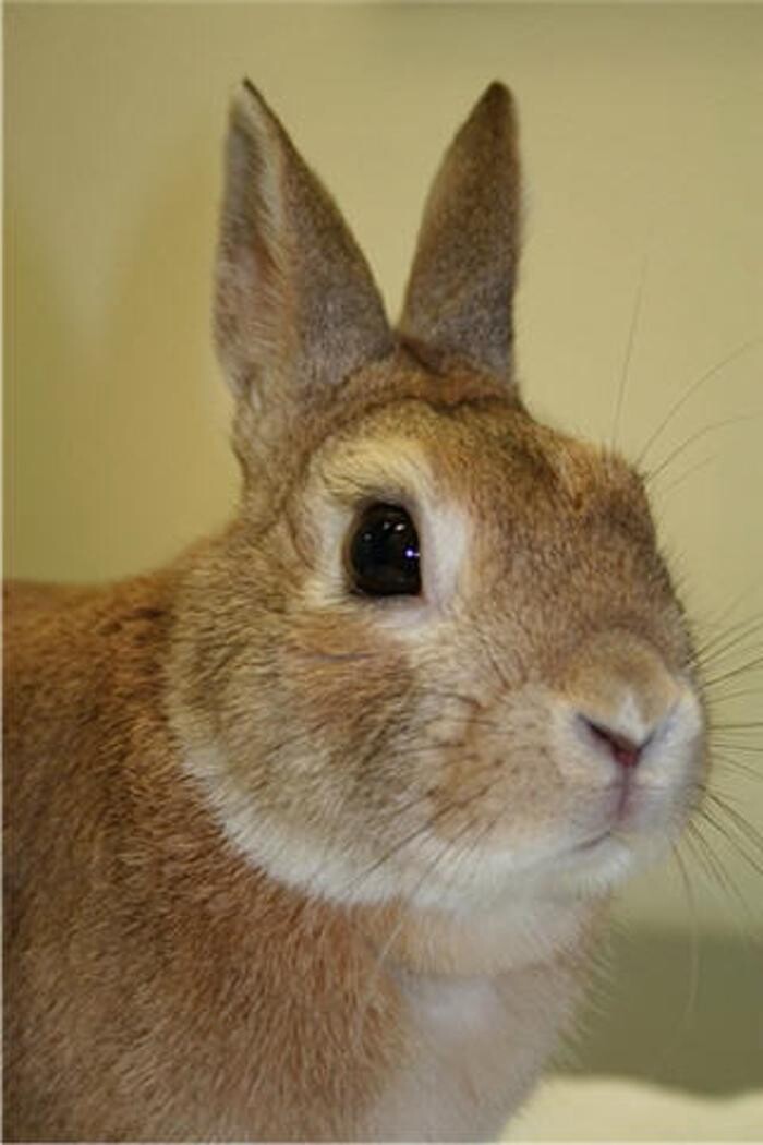 Images The Links Road Animal & Bird Clinic
