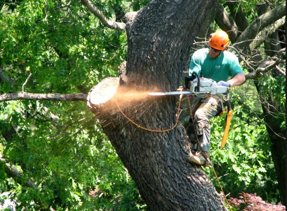 Images Dale Phillips Tree Service