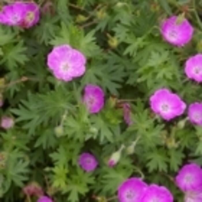 Images Perennial Gardener