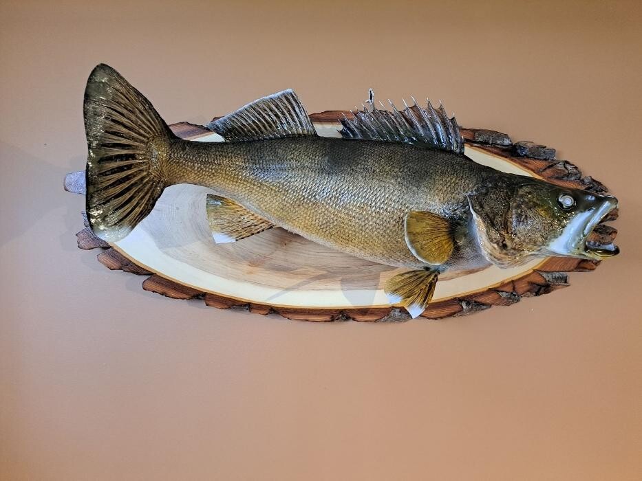 Images Gary Foreman Taxidermy