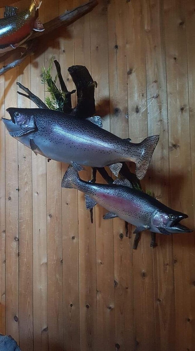 Images Gary Foreman Taxidermy