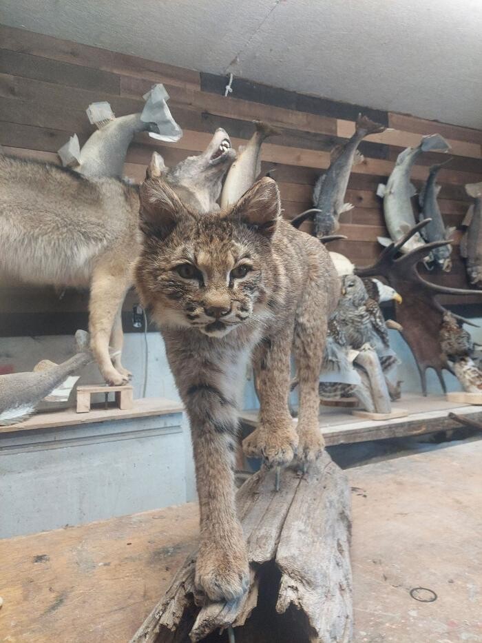 Images Gary Foreman Taxidermy