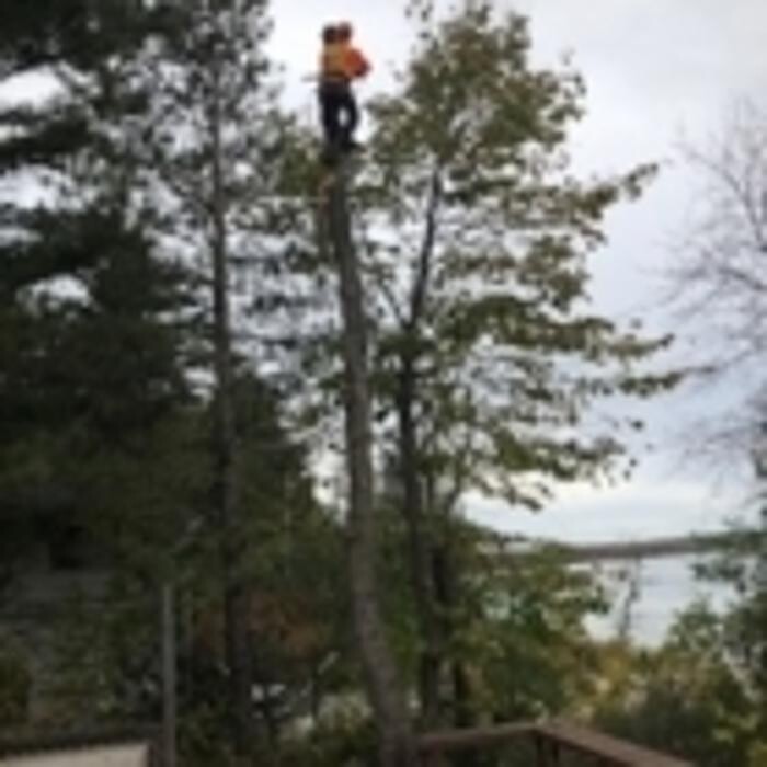Images Cottage Country Tree Surgeons