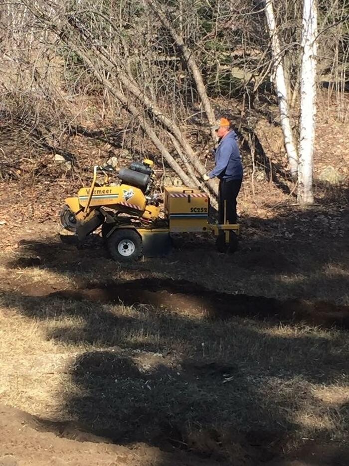 Images Cottage Country Tree Surgeons