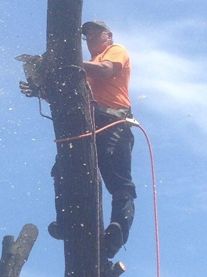 Images Cottage Country Tree Surgeons