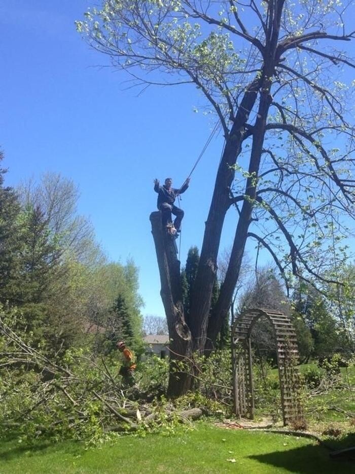 Images Cottage Country Tree Surgeons