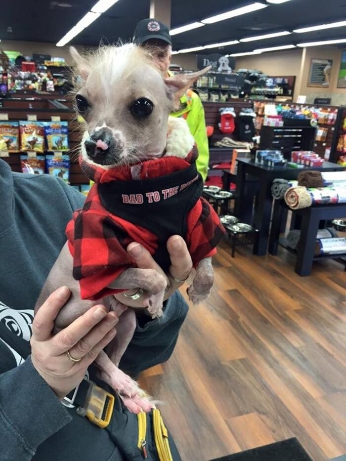 Images Pet Valu Canada Inc