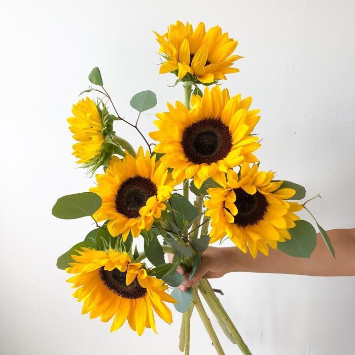 Images Springhill Flowers