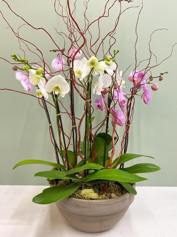 Images Springhill Flowers