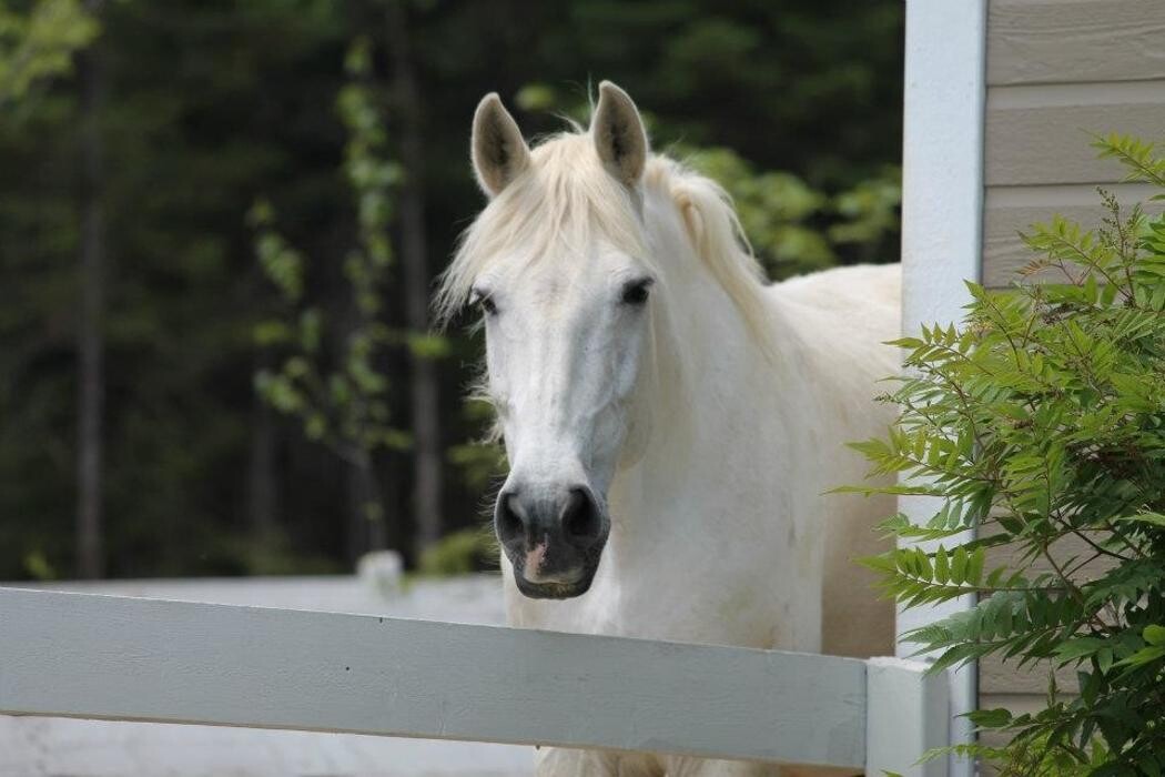 Images Ranch La Douceur