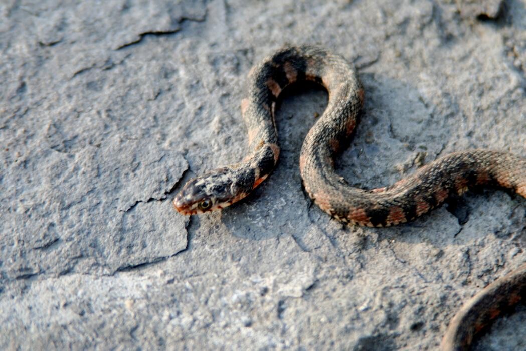 Images Glencoe Animal Hospital