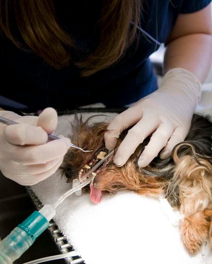 Images Prairie Animal Health Centre