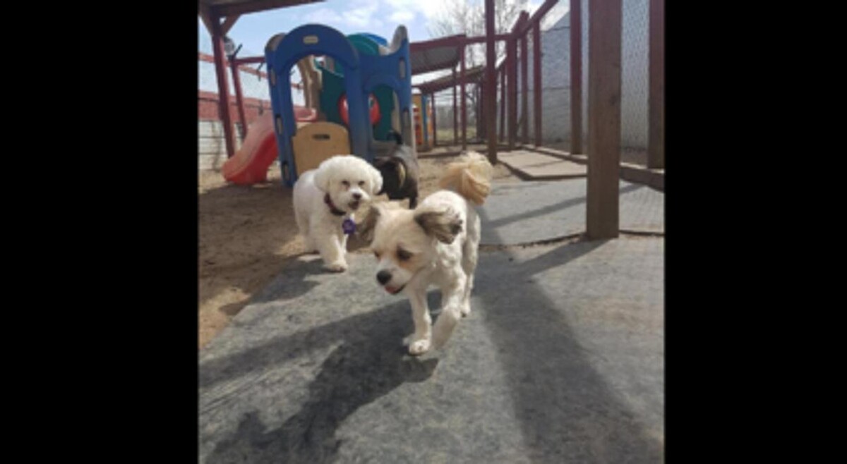 Images Second Home Pet Resort
