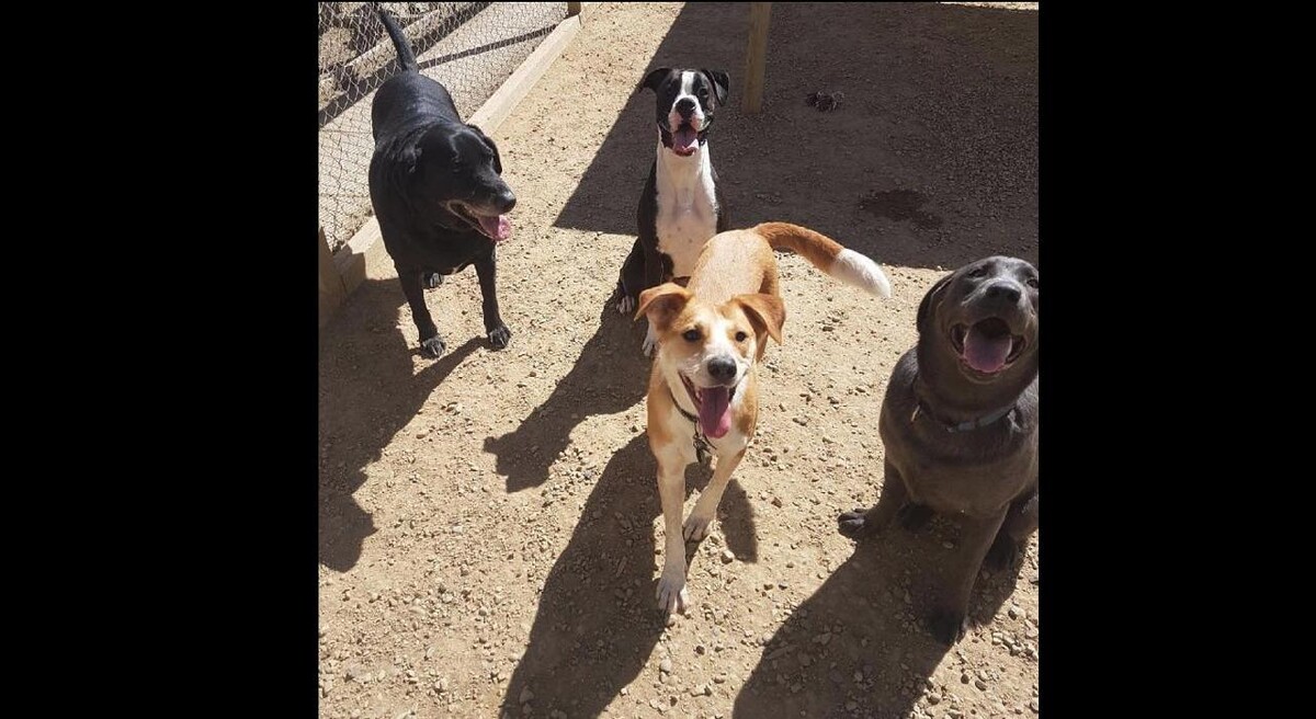 Images Second Home Pet Resort