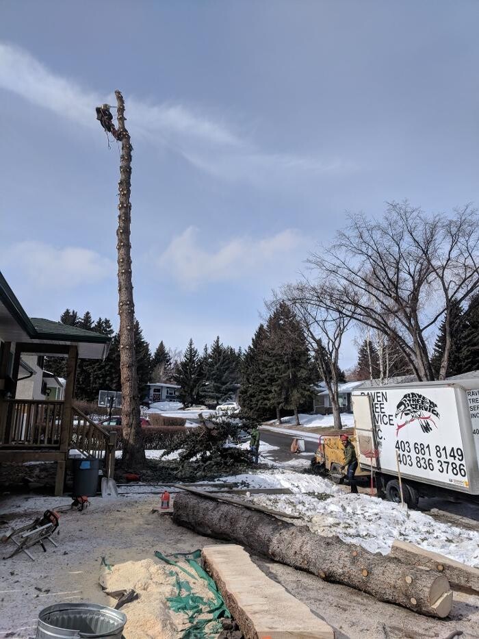 Images Raven Tree Service