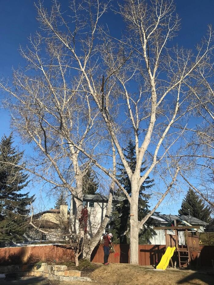 Images Raven Tree Service