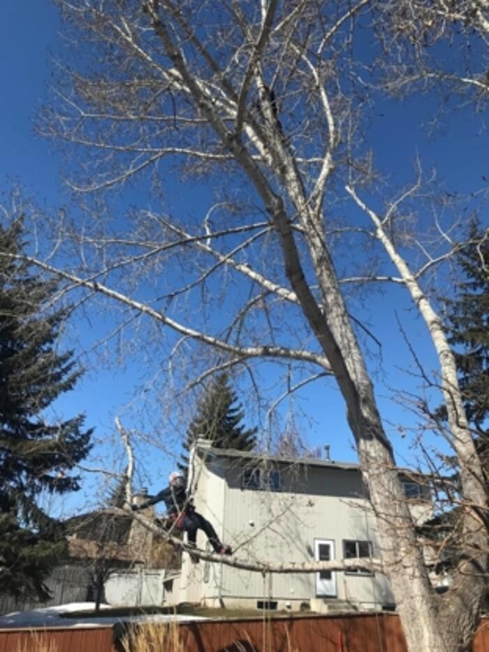 Images Raven Tree Service