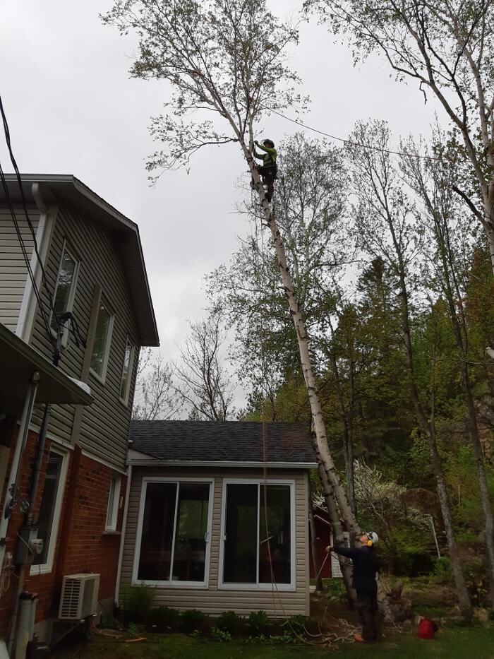 Images Arboriculture du fjord