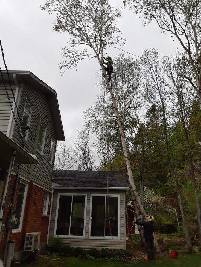 Images Arboriculture du Fjord