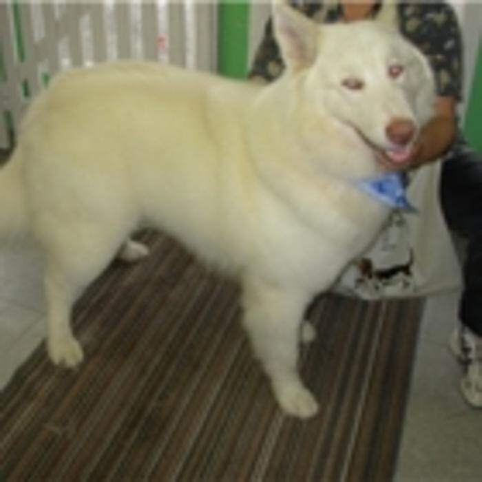 Images Pet Junction Grooming & Supplies