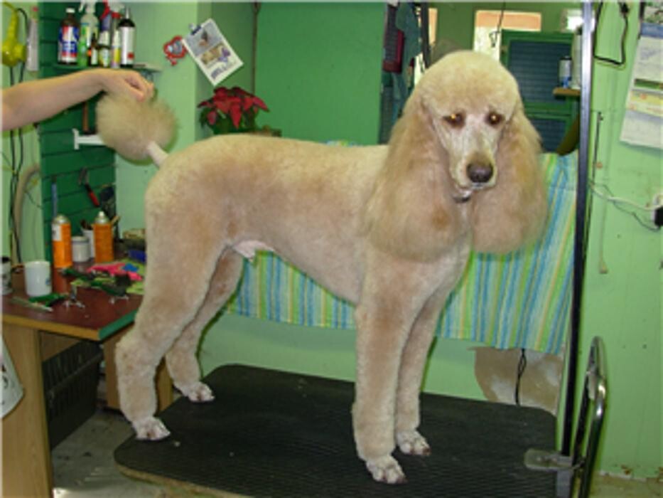 Images Pet Junction Grooming & Supplies