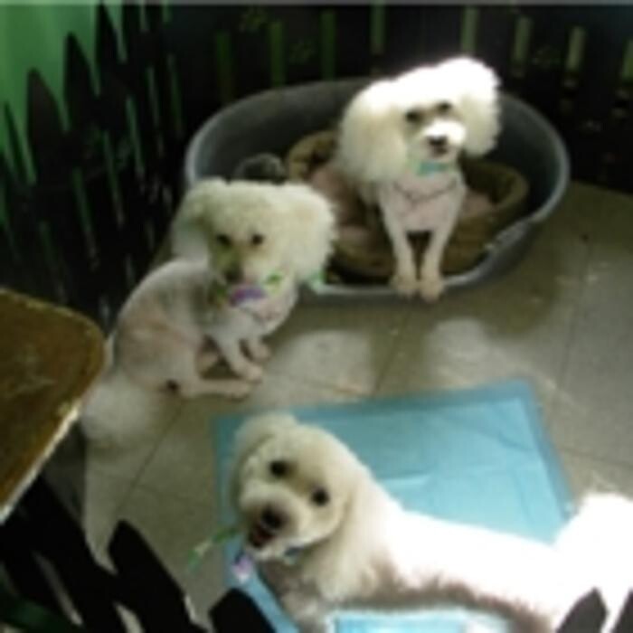 Images Pet Junction Grooming & Supplies