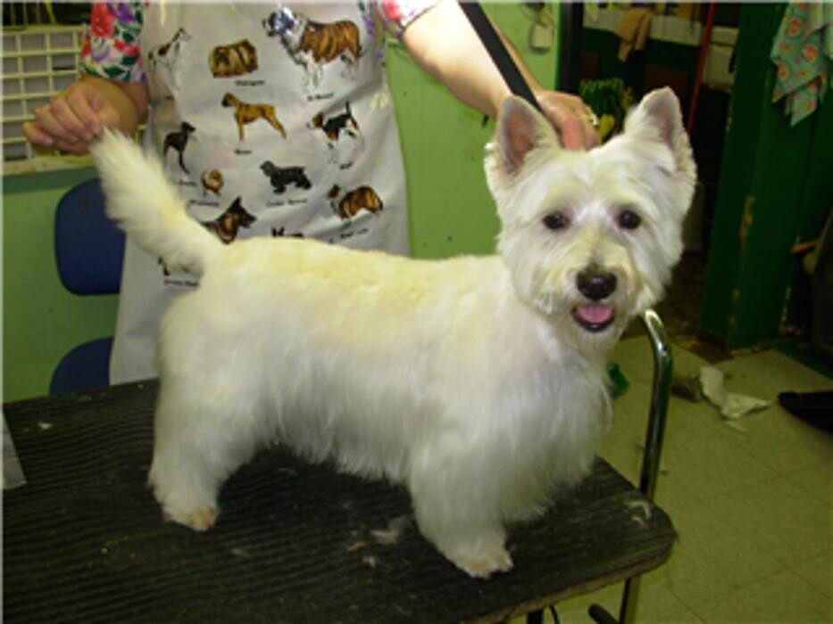 Images Pet Junction Grooming & Supplies
