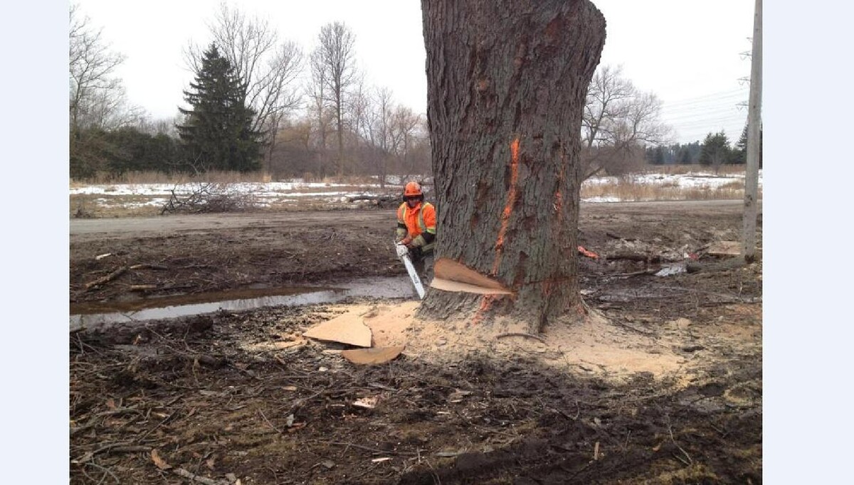 Images Kearns Tree Service
