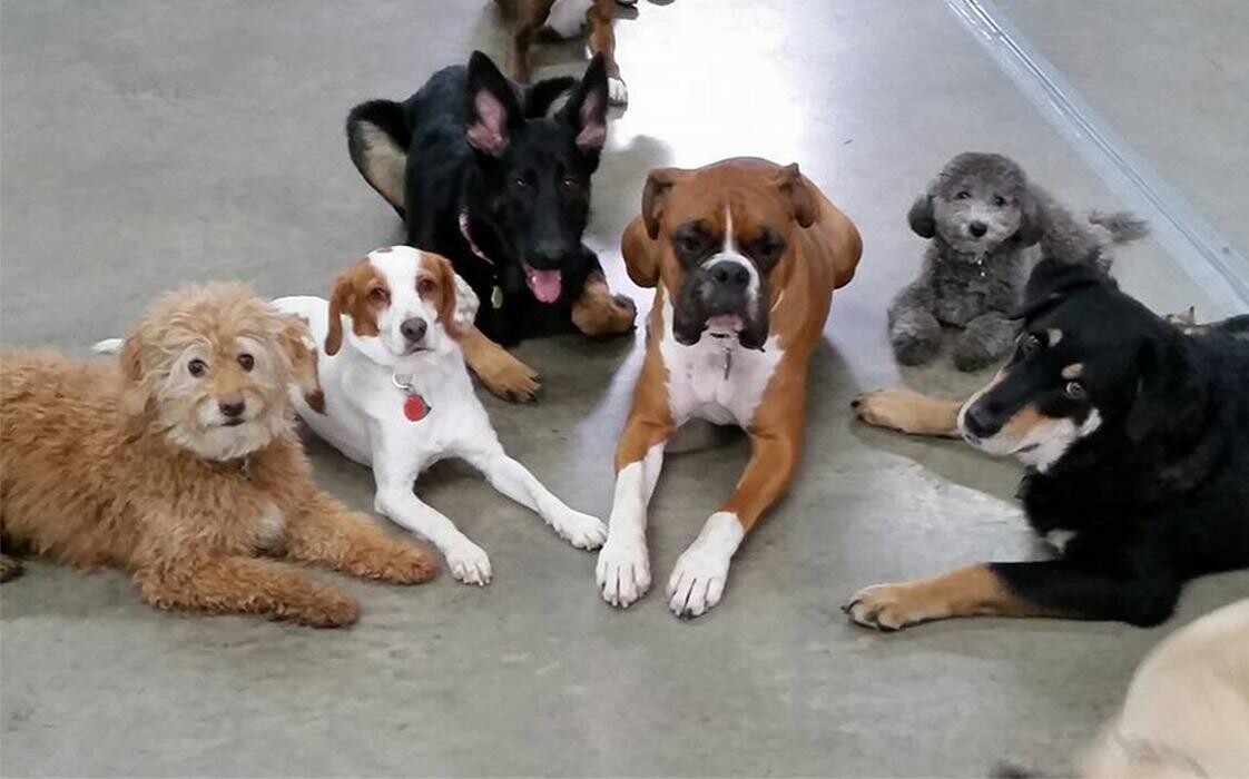 Images Canine Balance Training Inc