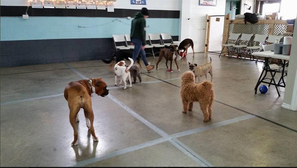 Images Canine Balance Training Inc