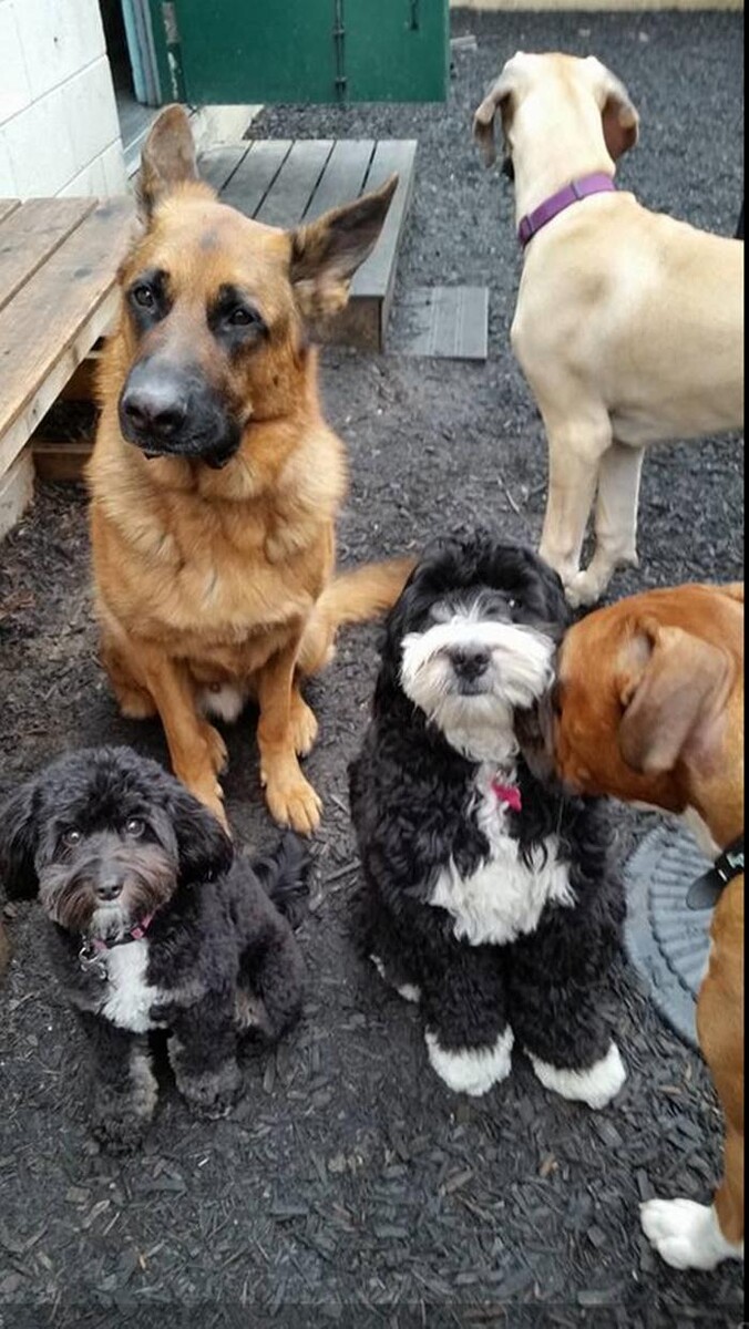 Images Canine Balance Training Inc