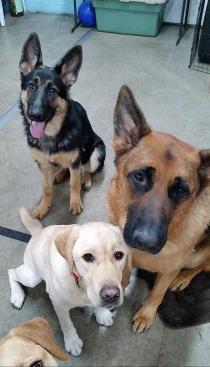Images Canine Balance Training Inc