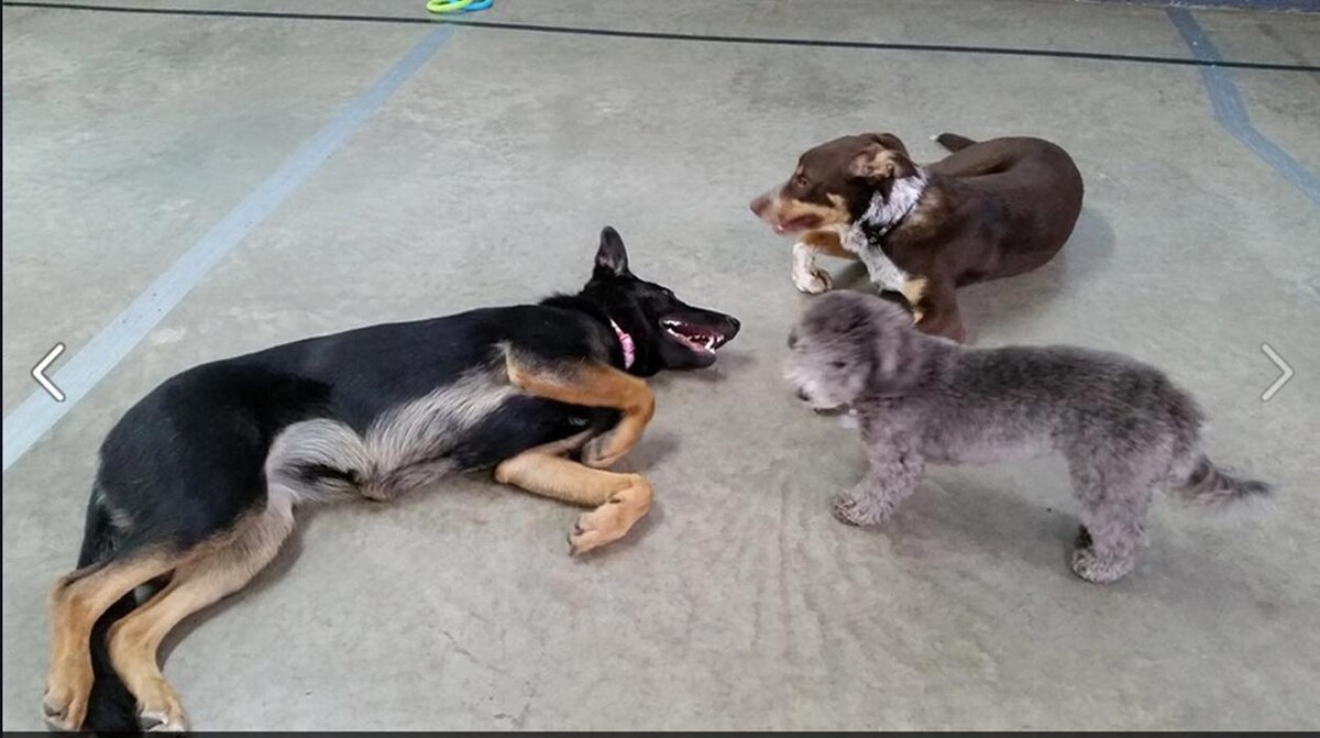 Images Canine Balance Training Inc