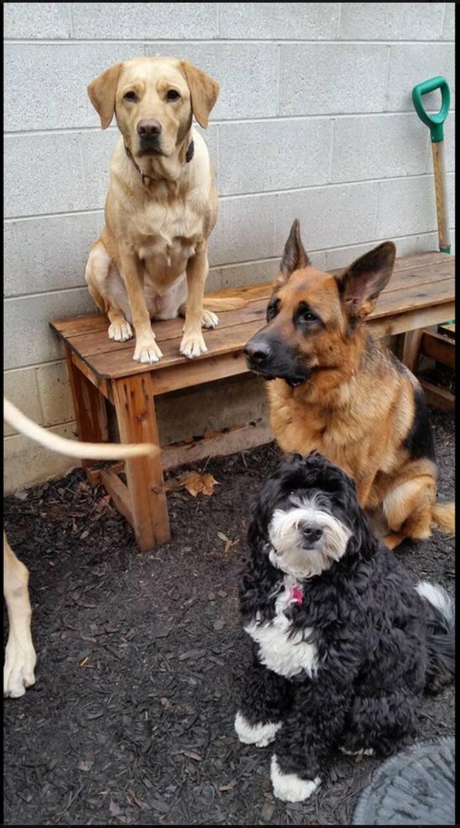 Images Canine Balance Training Inc
