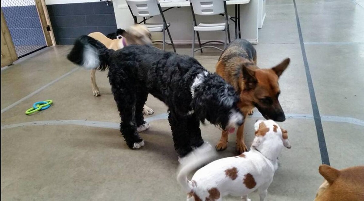Images Canine Balance Training Inc