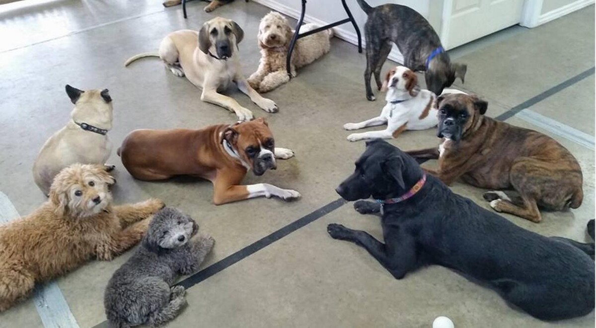 Images Canine Balance Training Inc