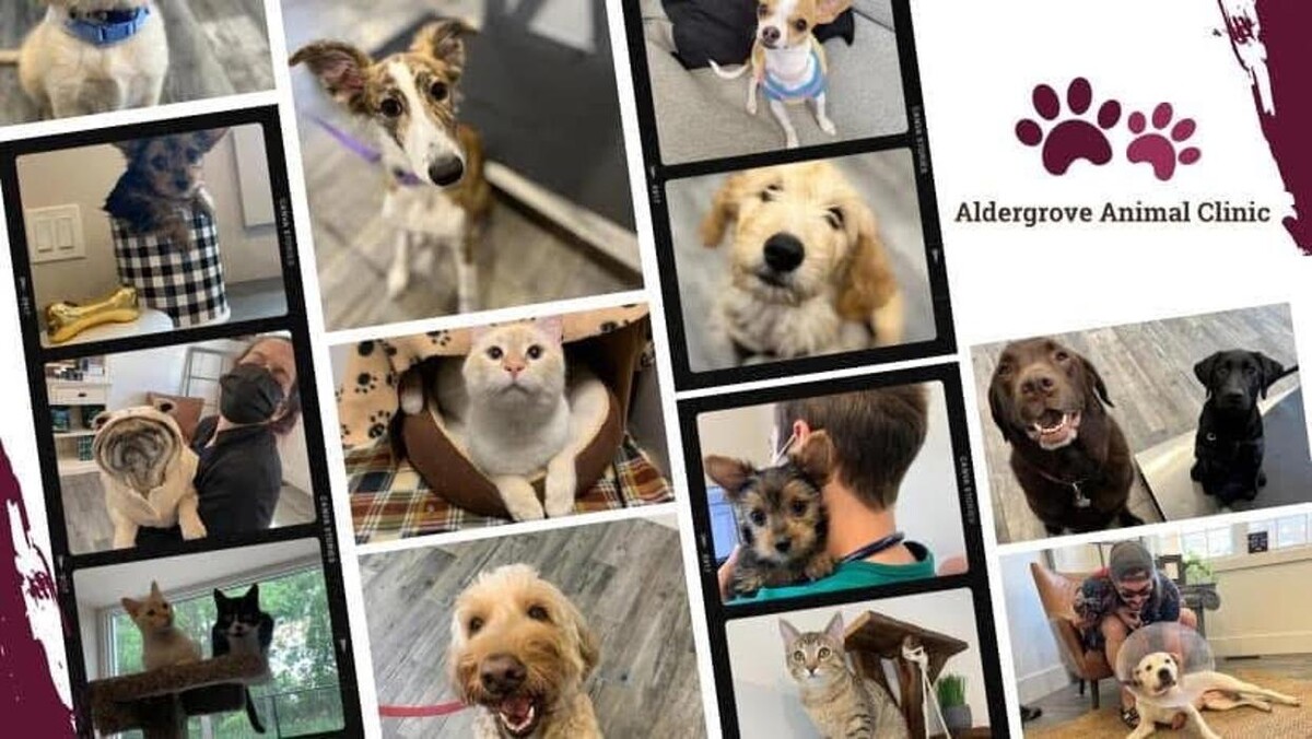 Images Aldergrove Animal Clinic