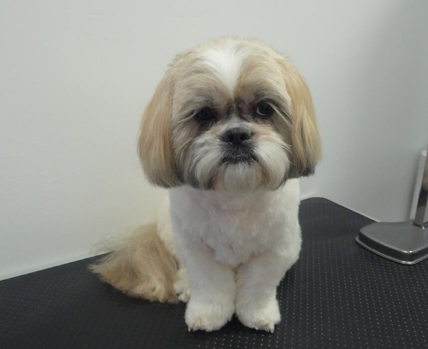 Images Transitions Grooming