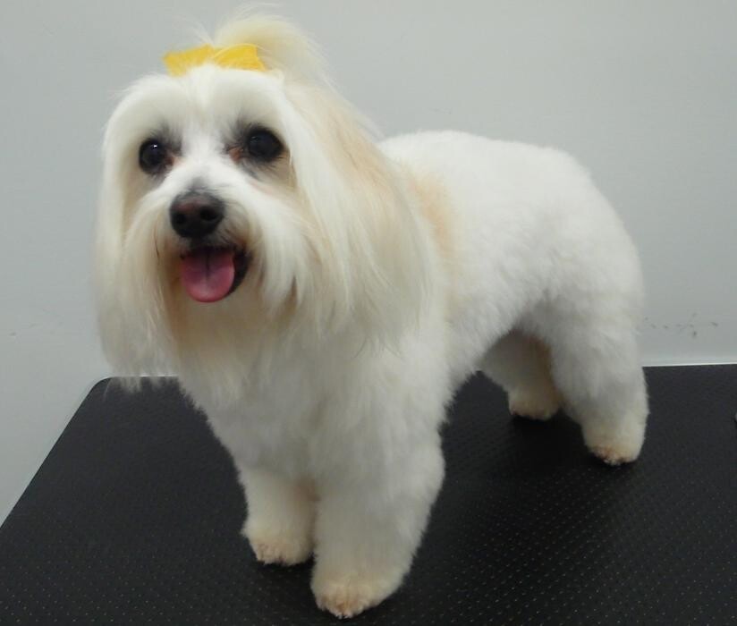 Images Transitions Grooming