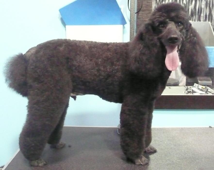 Images Transitions Grooming